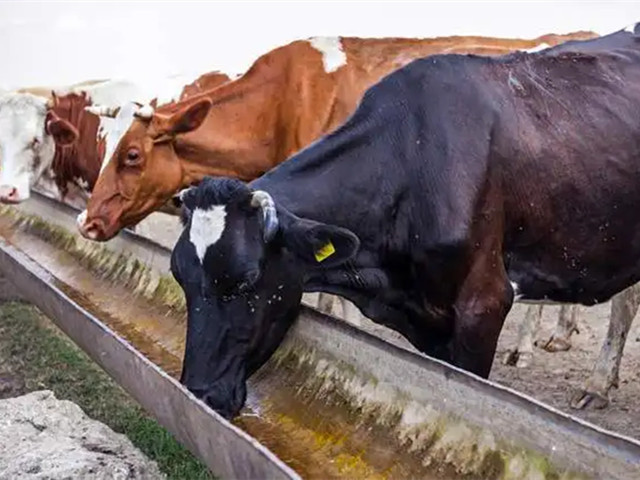 【养殖技术】养牛就是养胃，牛吃料后可以马上饮水吗？