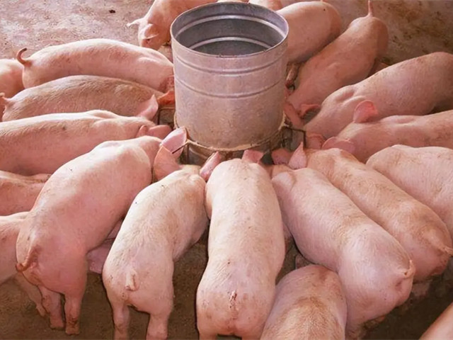 【养猪知识】冬季养猪做好这些管理工作，提高猪场效益！