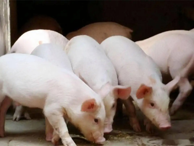 【养猪知识】冬季养猪面临的问题多，这五个方面一定要注意！